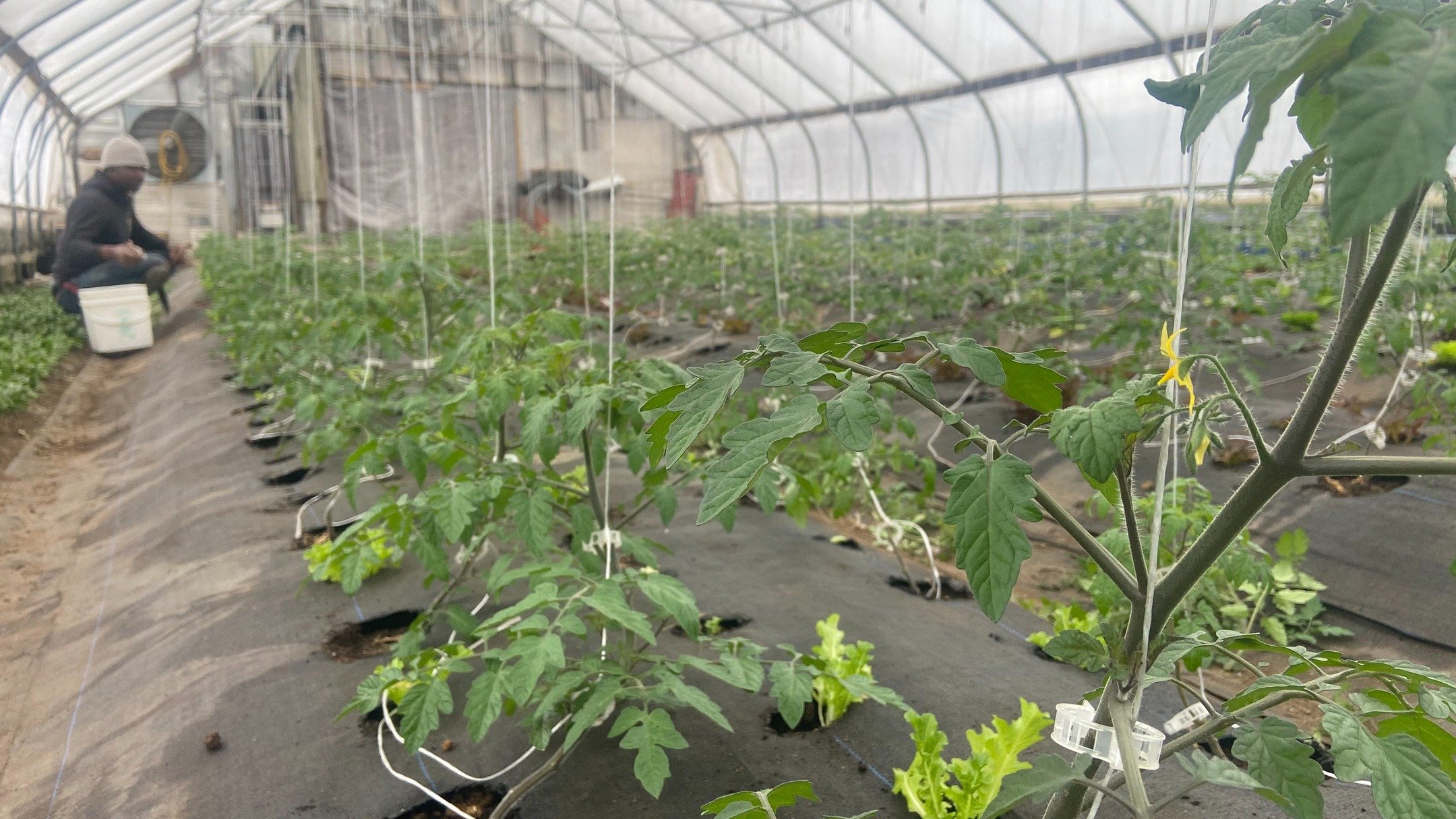 First tomato pruning of the season!
Clearing out those lower suckers to help airflow, focus the plant&rsquo;s energy, and get these beautiful Sun Gold Cherry tomatoes off to a strong start. Let the tomato season begin! 

#TomatoSeason #FarmLife #Prun