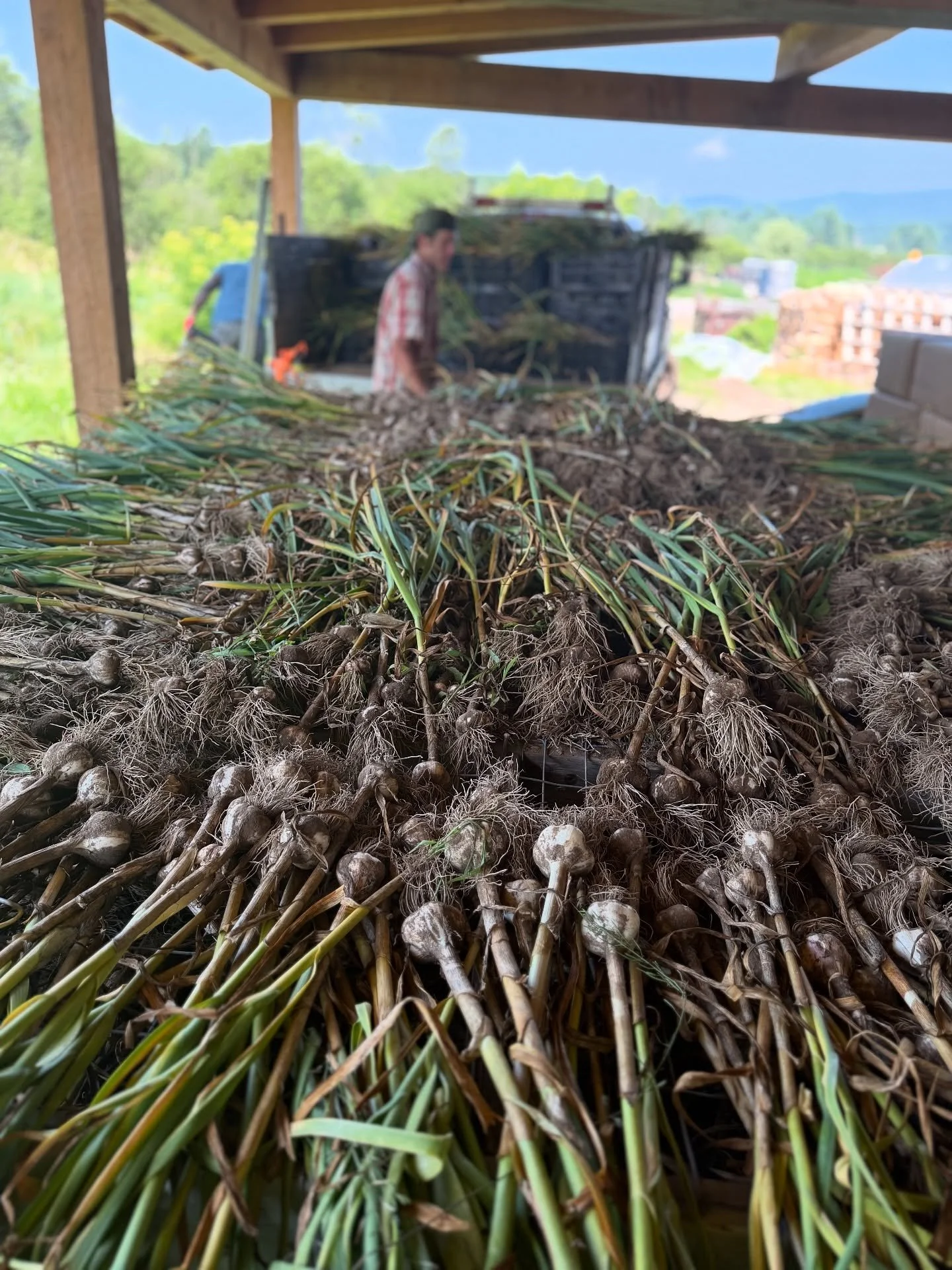 Farm updates! 

Garlic is harvested, basil sale happening this weekend, first of the slicing tomatoes are coming in, harvesting an abundance of cherry tomatoes and cucumbers daily, and first of the PYO flowers are blooming. 

#feelslikesummer #farmha