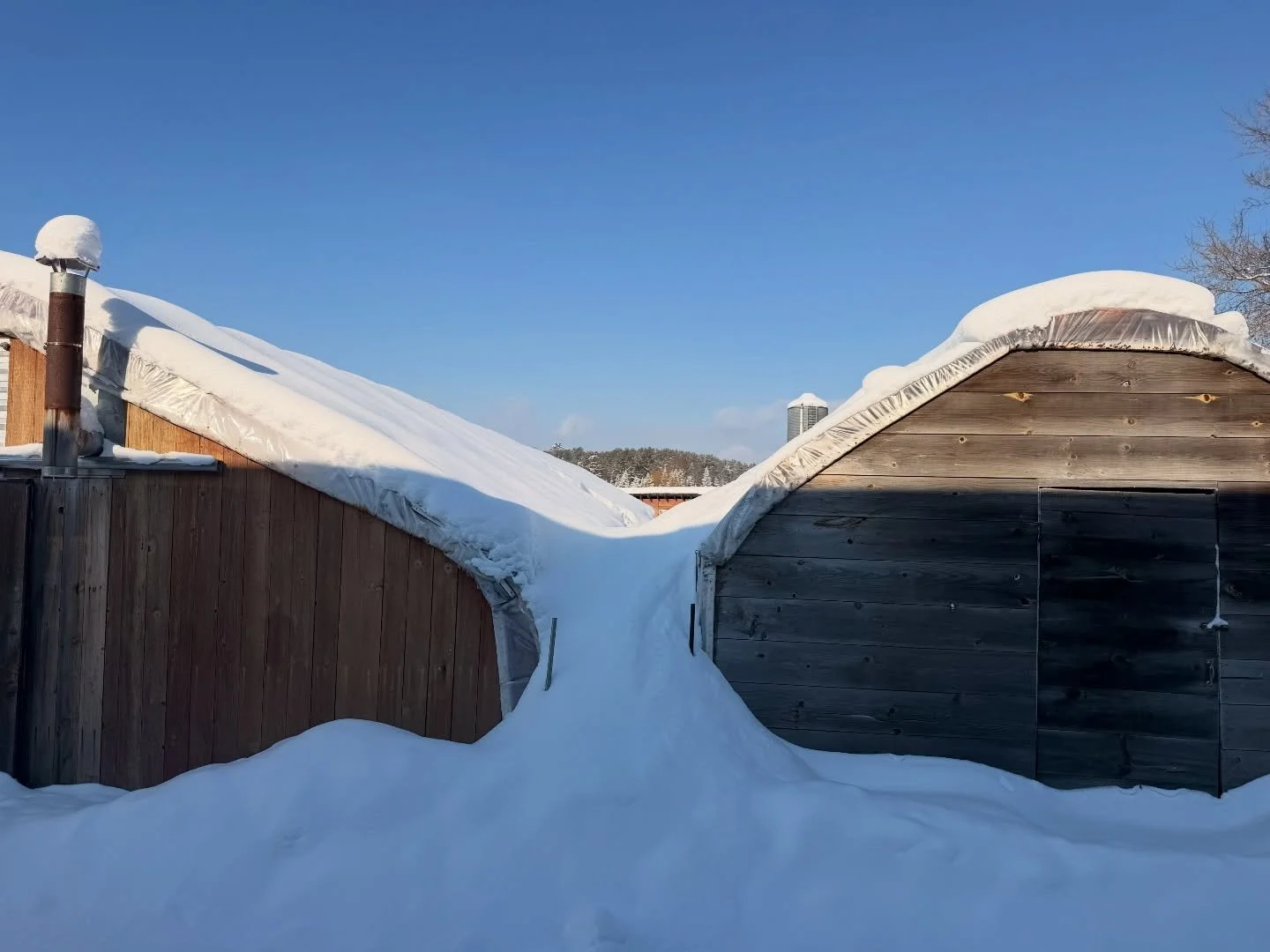 Greenhouses encased in snow ❄️