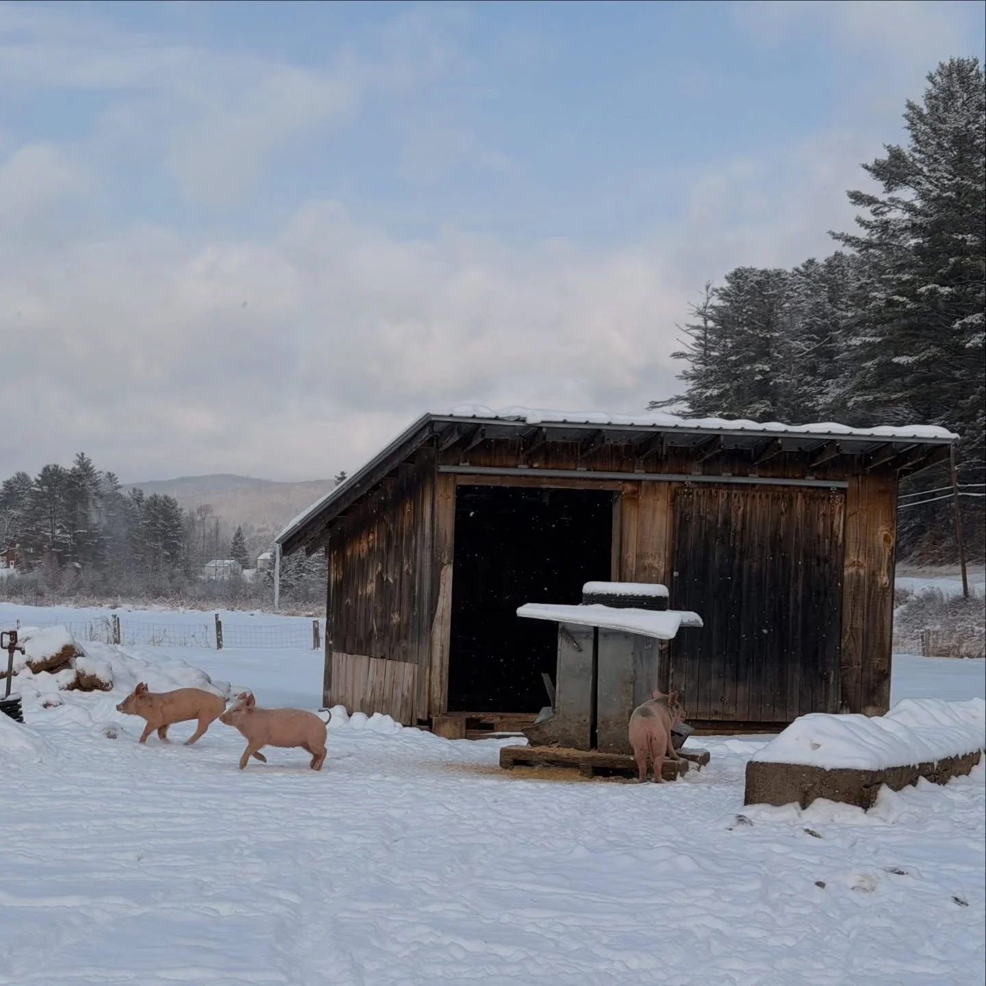 Pigs enjoying the fresh dusting of snow and warmer temperatures 🐽