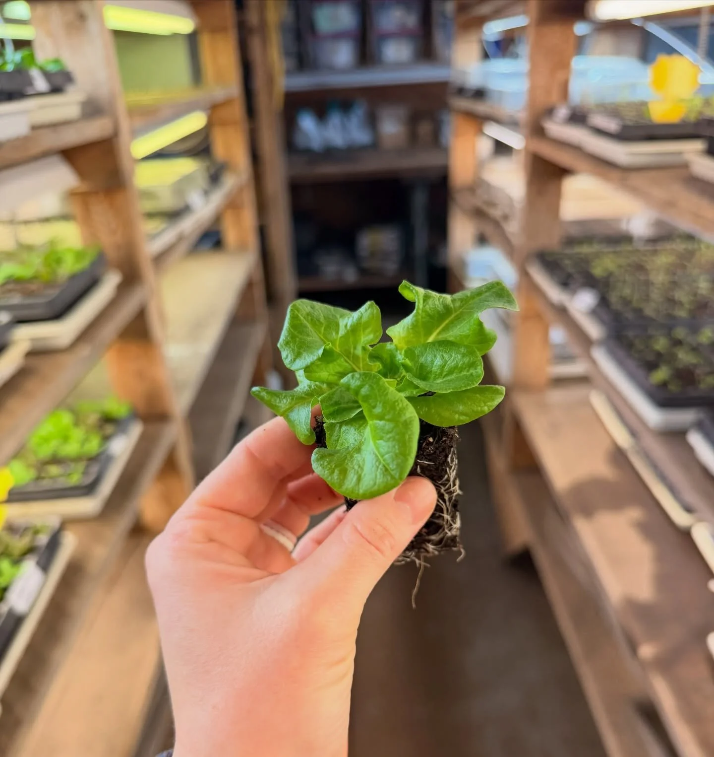 Lots of green things popping up in our seed room 🌱🥬 
#lettucecelebrate