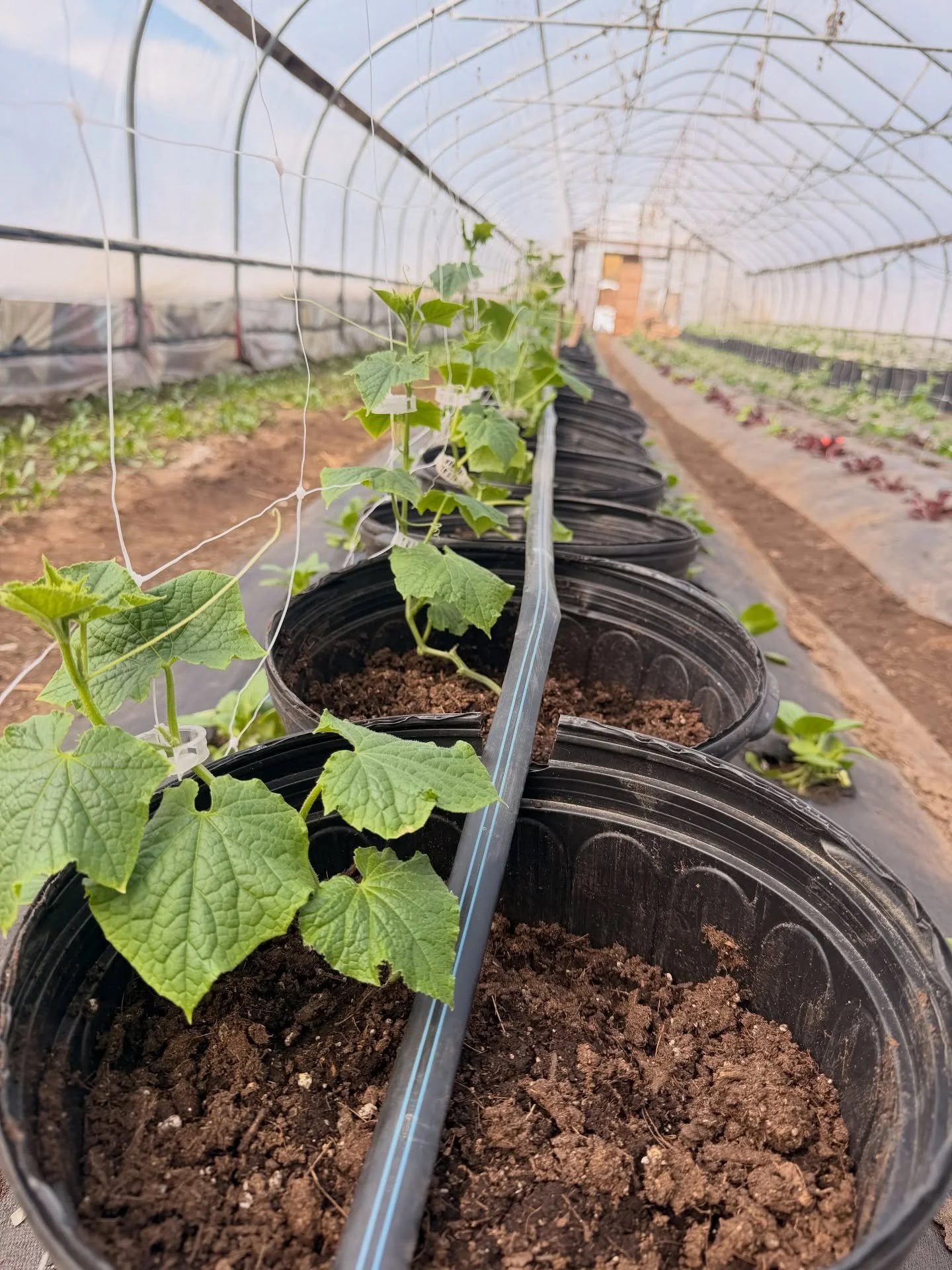 Things are growing in the greenhouse despite the cold weather and snow #springwhereareyou