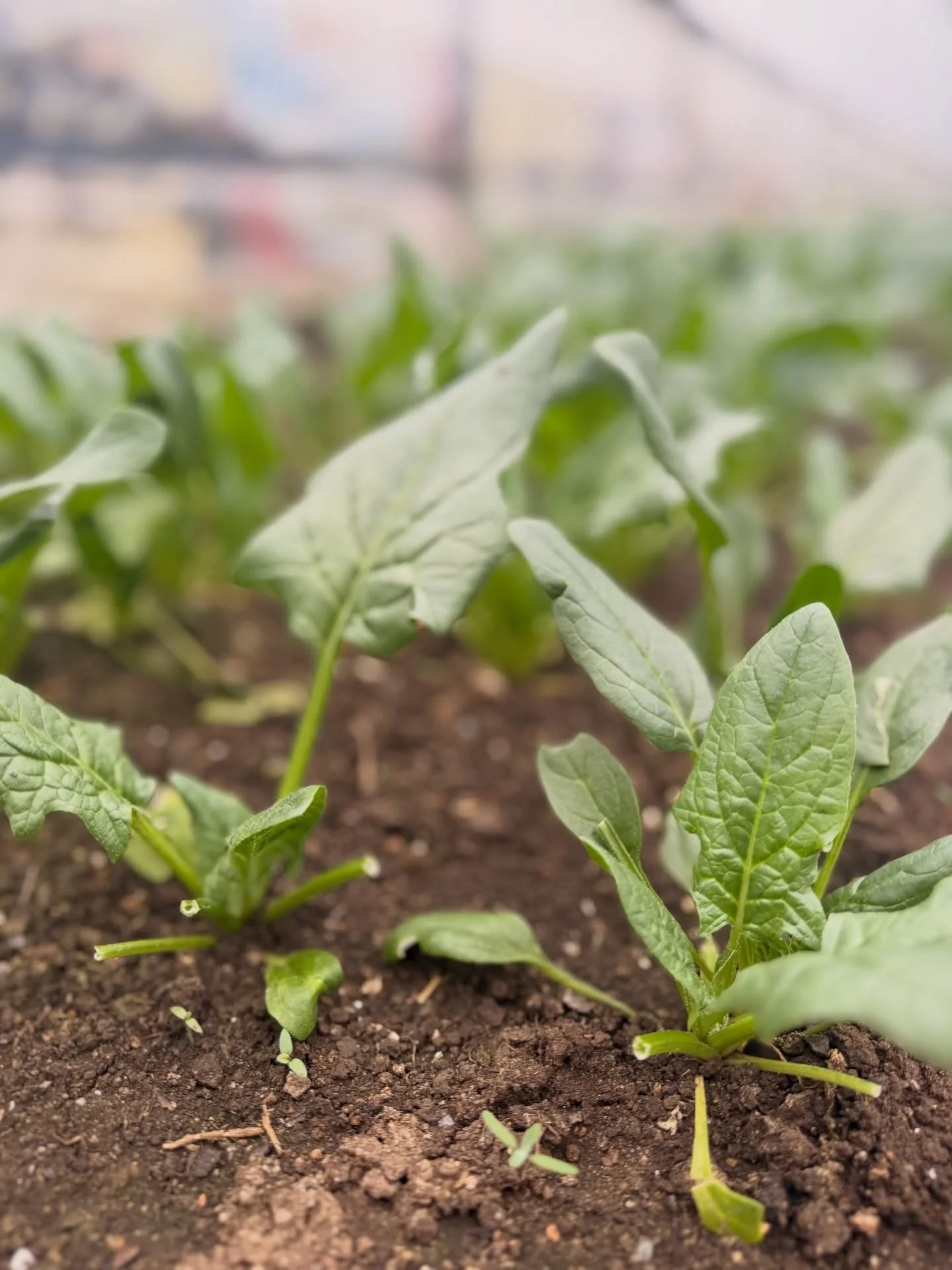 Some of our stand offerings 🌱✨

Our stand is now open again 7 days a week from 8-5:30