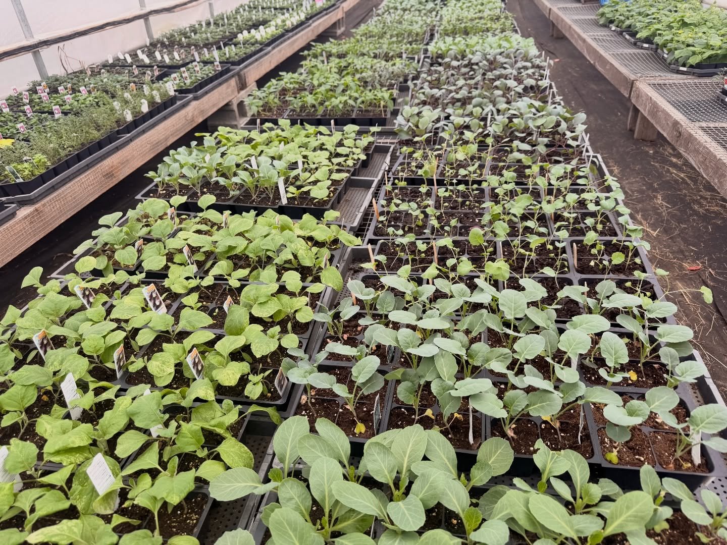 Plant Sale 🌱
Thursdays - Sundays 10-5 

All families of veggies, herbs and flowers in:

Four packs($5)
3-4&rdquo; pots($5)
Quarts($6)