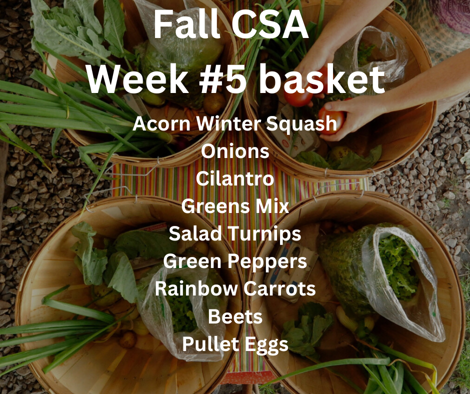 Fall CSA Week #5 — Meadowstone Farm