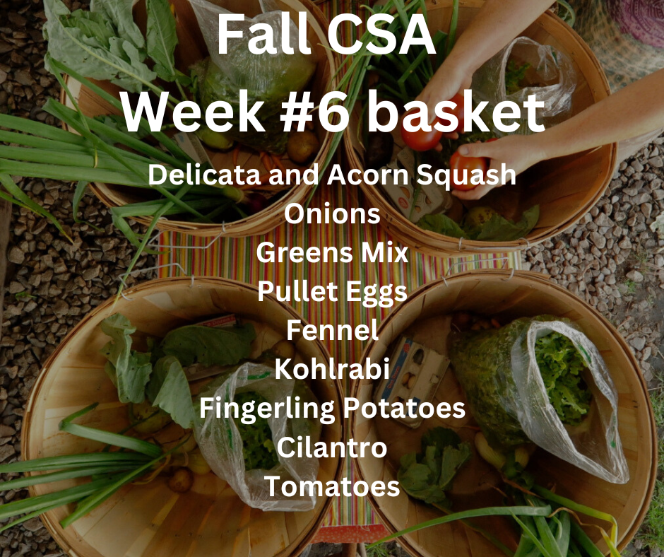 Fall CSA Week #6 — Meadowstone Farm
