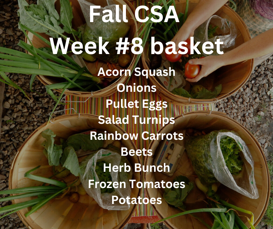 Fall CSA Week #8 — Meadowstone Farm