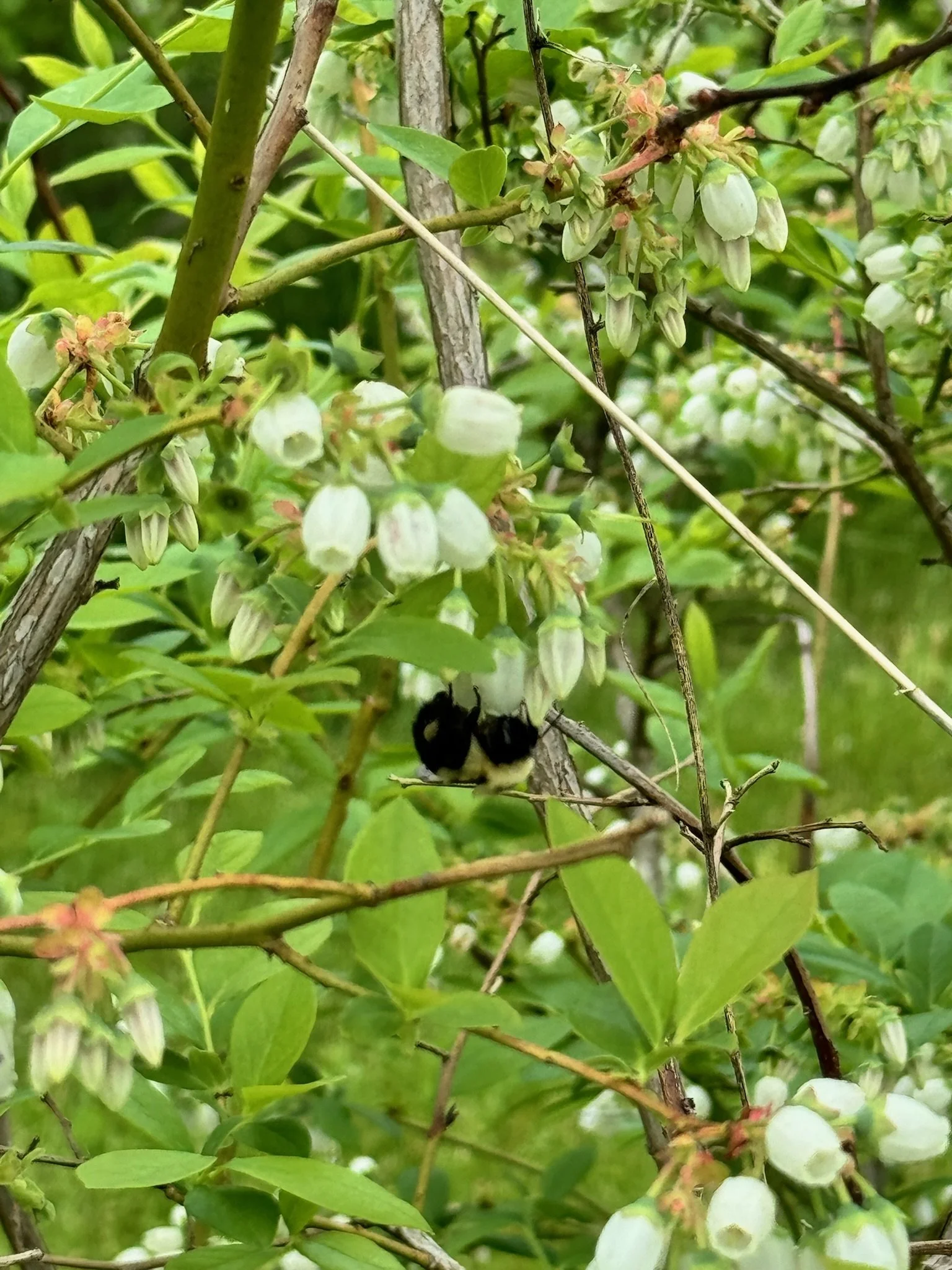 Pick up #4 June 6, 2024