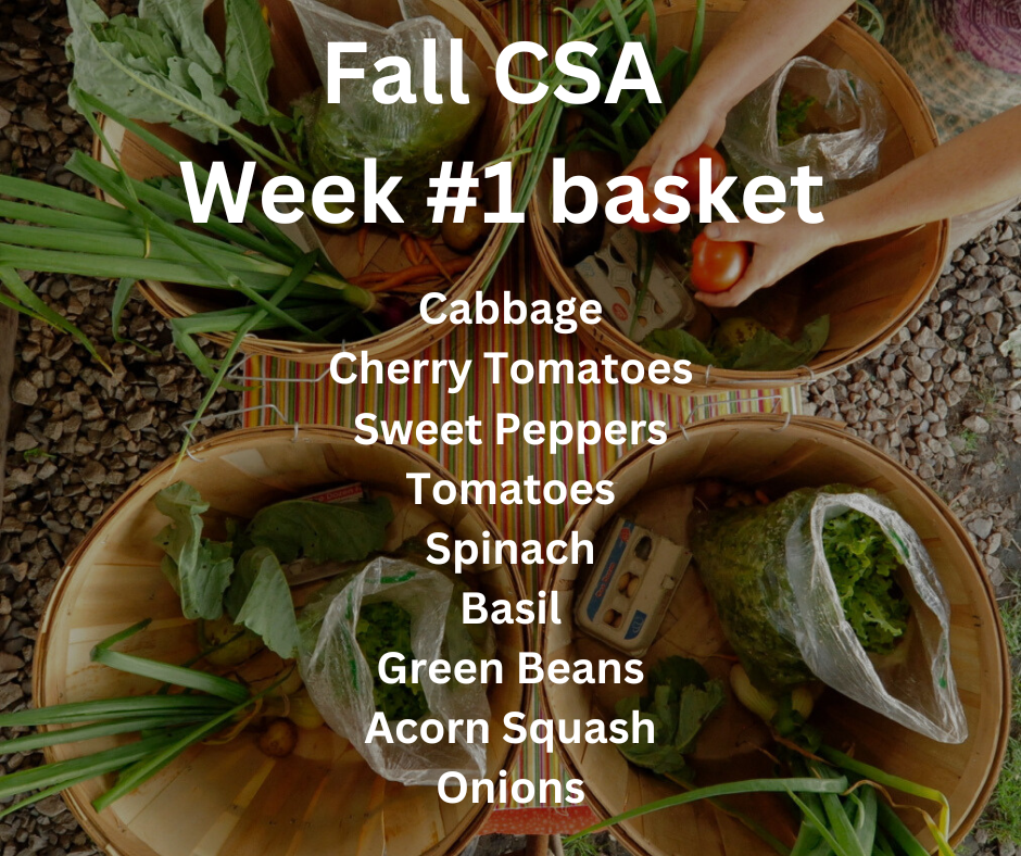 Fall CSA Week #1 — Meadowstone Farm