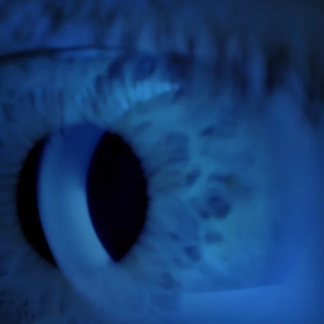 #bleuenlumiere
