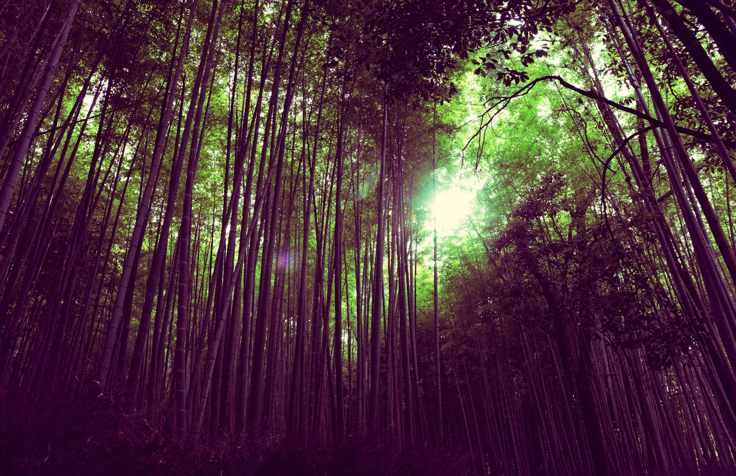 Bamboo Flares