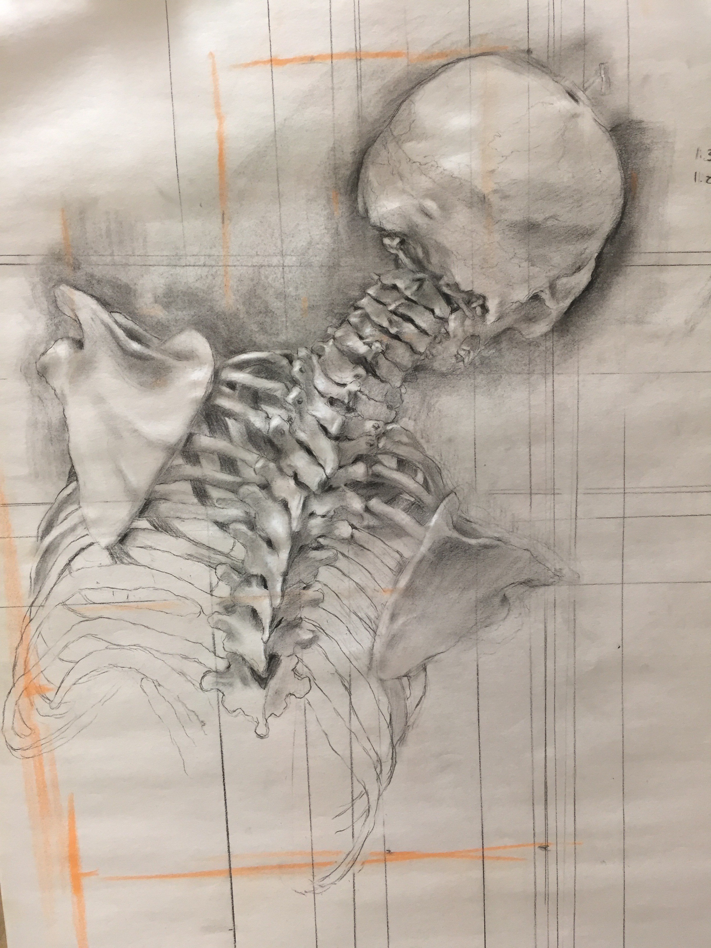   Skeleton Study , charcoal on newsprint, 24” x 36” 