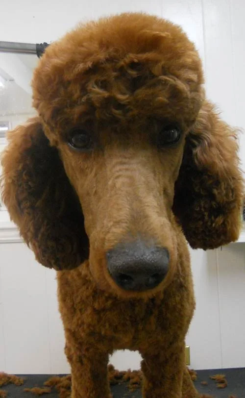 Scarlett the Standard Poodle (After)