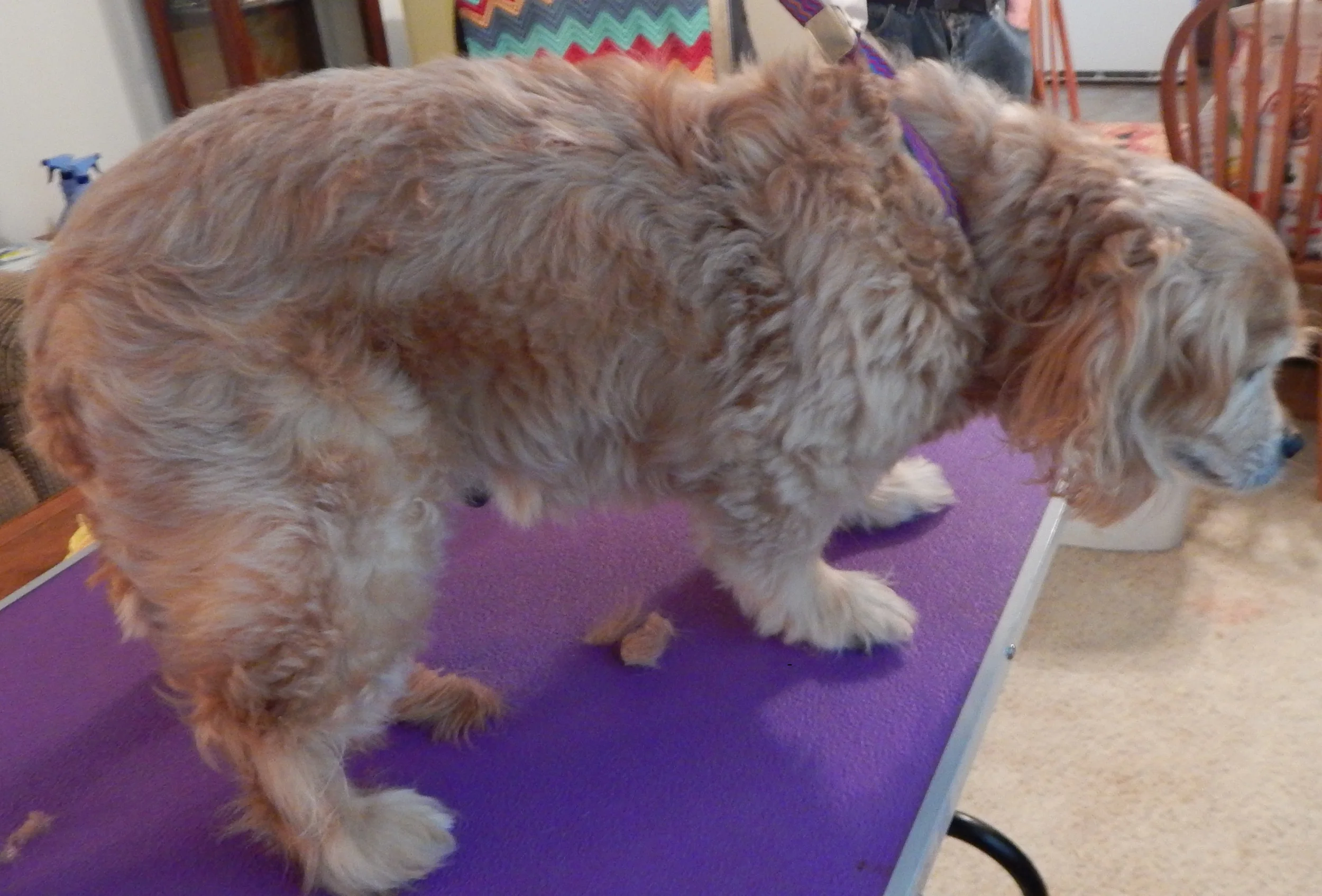 Buttons the Cockapoo (before)