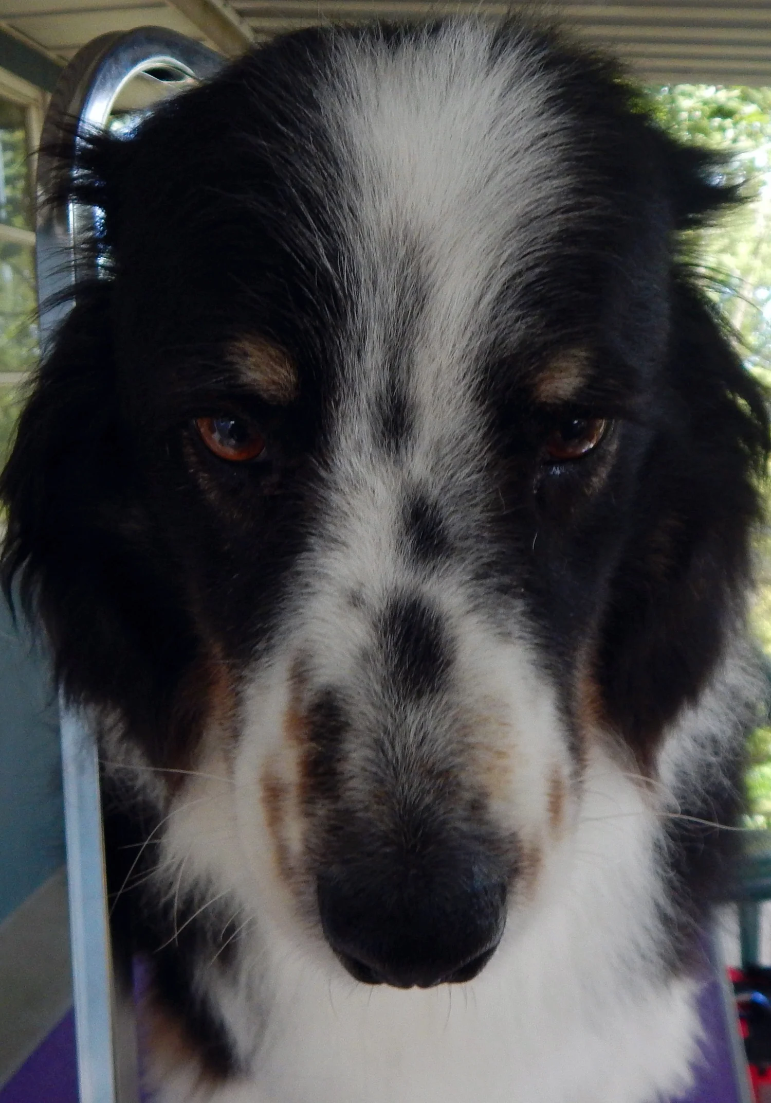 Buddy the Australian Shepard (before)