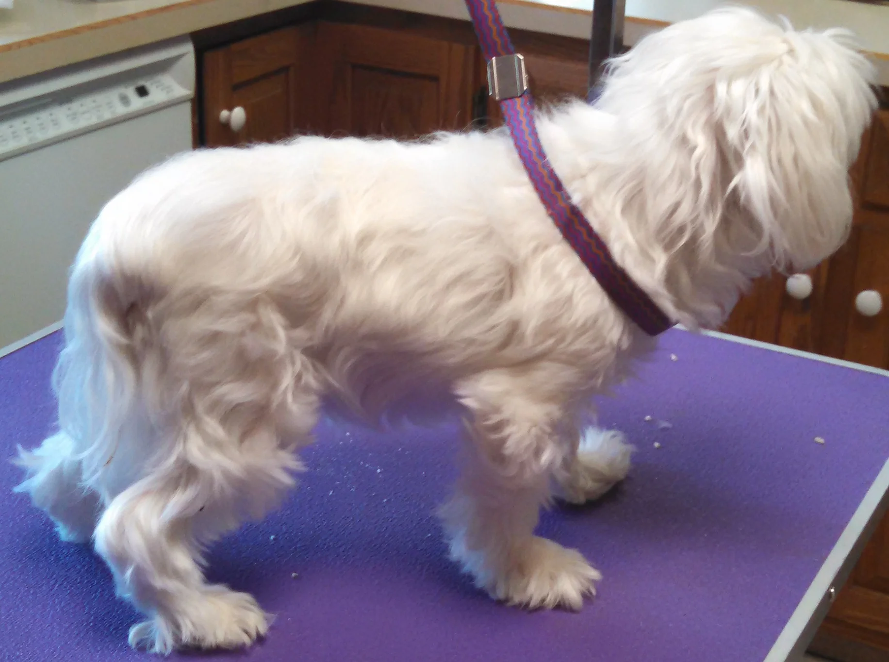 Midgie the Maltese (before)