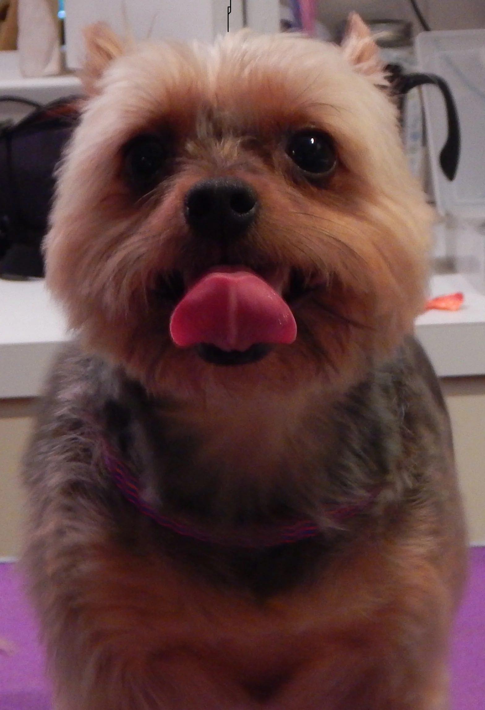Ralphy the Yorkie (after)