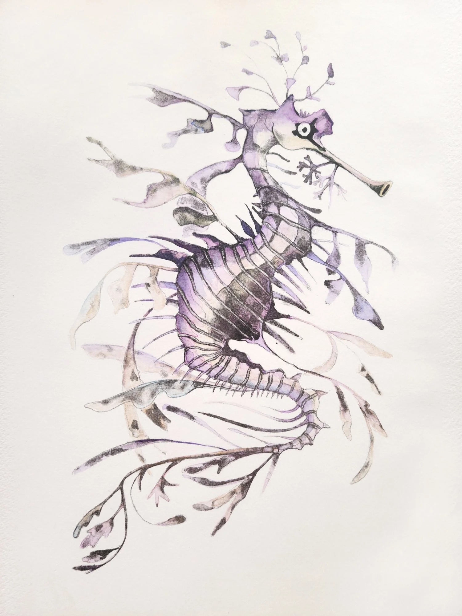 Martinez_Clementine_SeaDragon-web.jpg