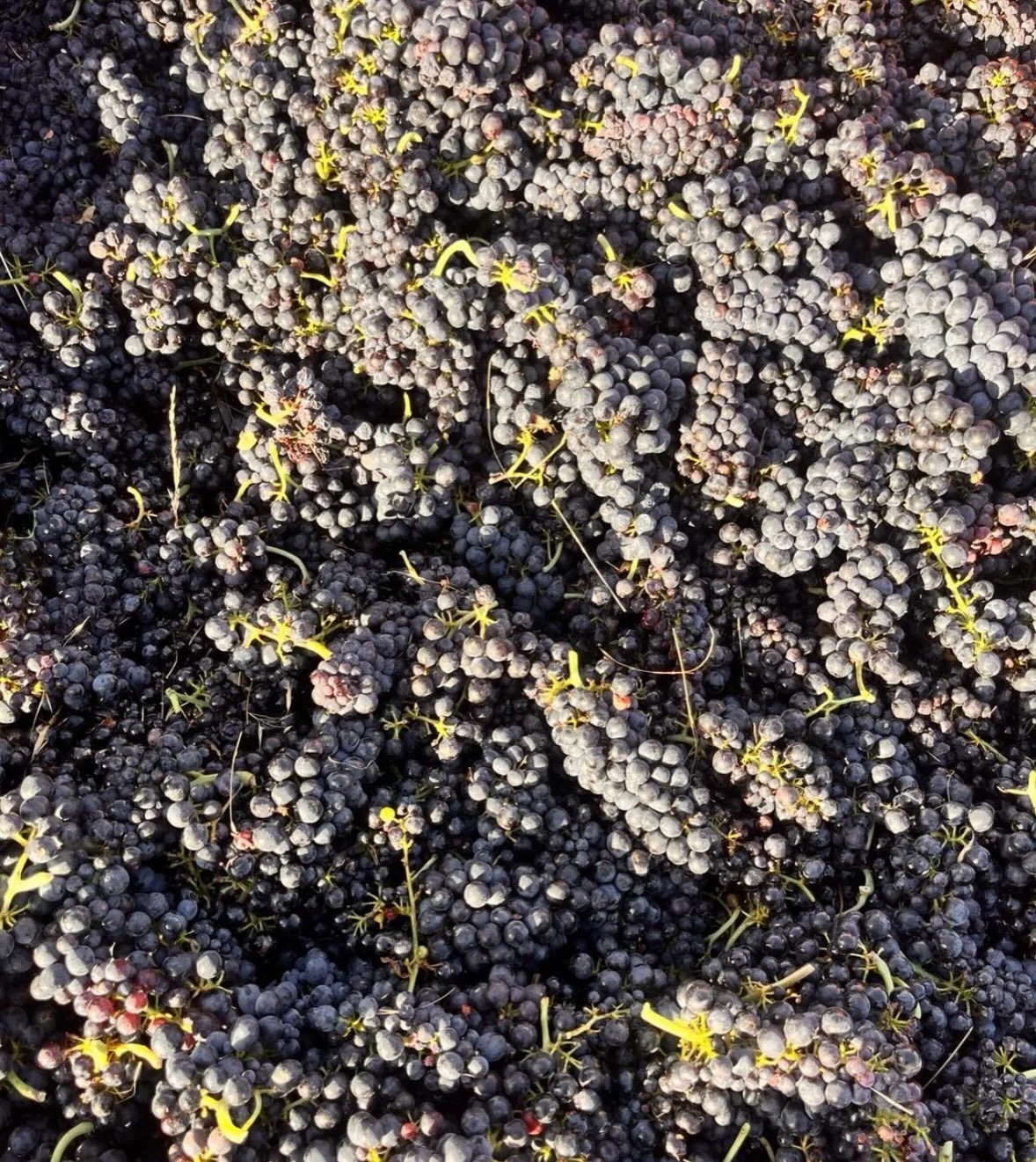 We&rsquo;re excited to share an update to the Maine &amp; Loire Wine Club! &lsquo;The Share&rsquo; has officially reached capacity &mdash; as you know, there&rsquo;s not a lot of any of these wines to go around, so keeping &lsquo;The Share&rsquo; at 