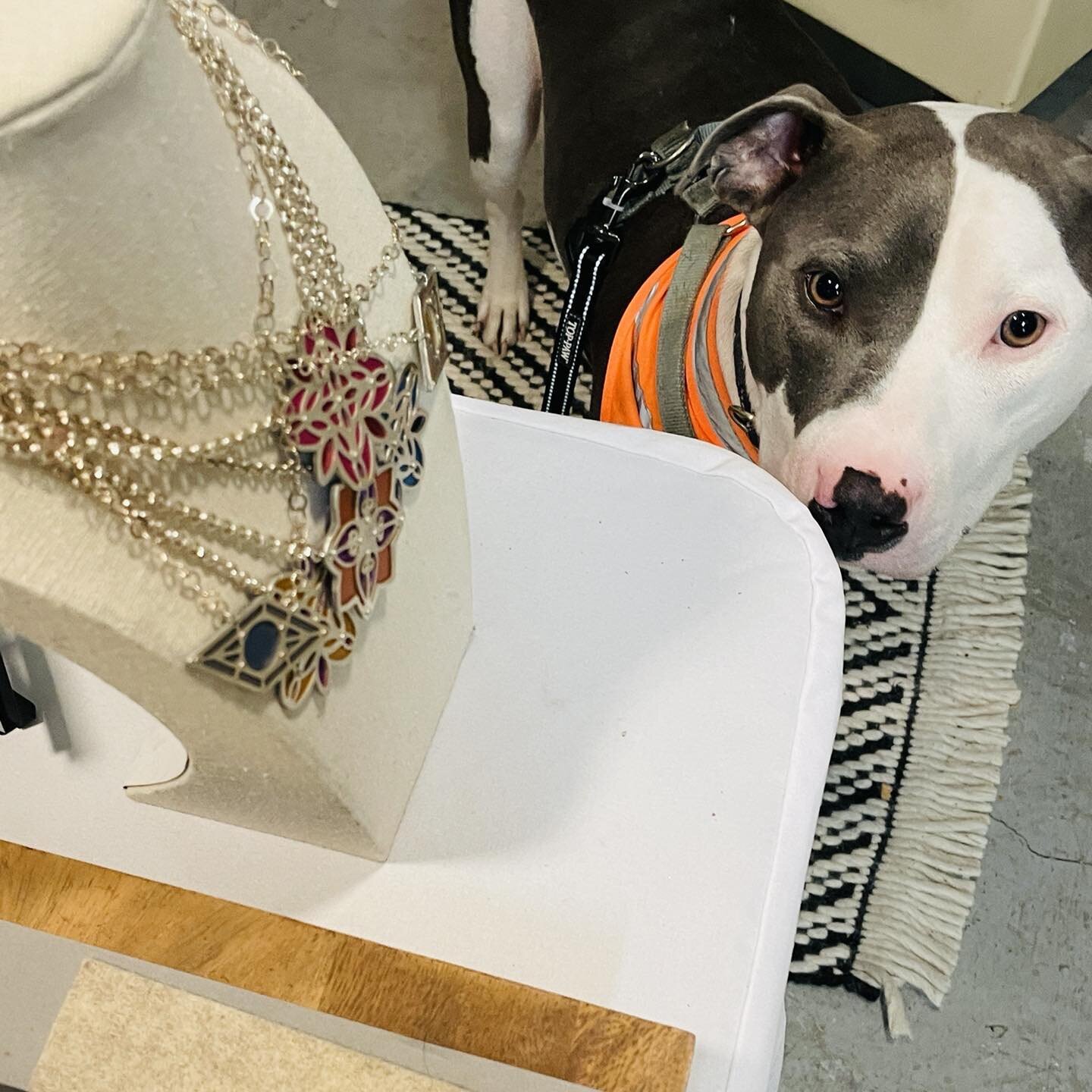 It&rsquo;s bring your foster to work day!
25% off these lovely necklaces!!
Come see us at Gogo&rsquo;s studio 825 9th St in New Orleans!
Text me at (504) 220-4668 so I can open the gate! @dogsofthe504 @ilovegogojewelry @midcitymuttmamas