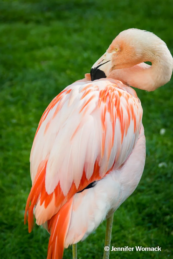 DSC_1123.jpg