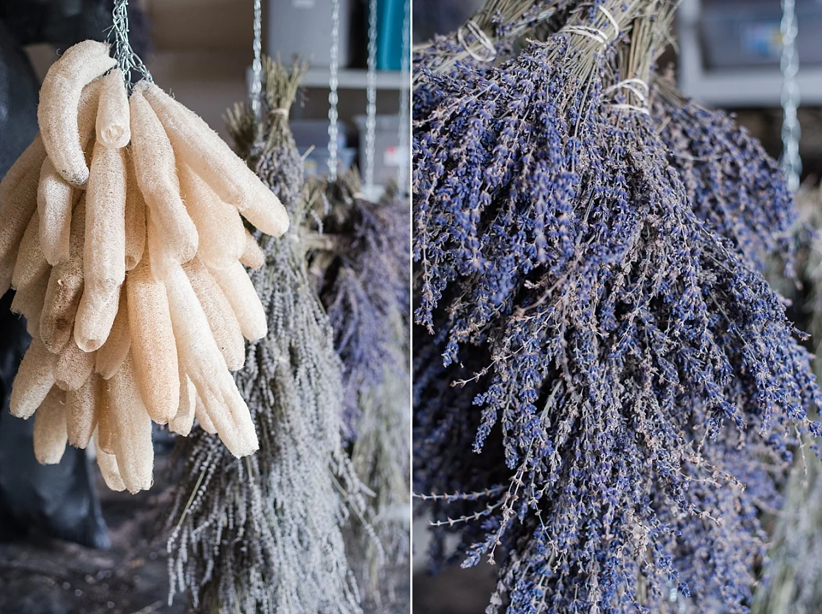 moonbeam farm lavender fields organic loofah corning california_0281.jpg