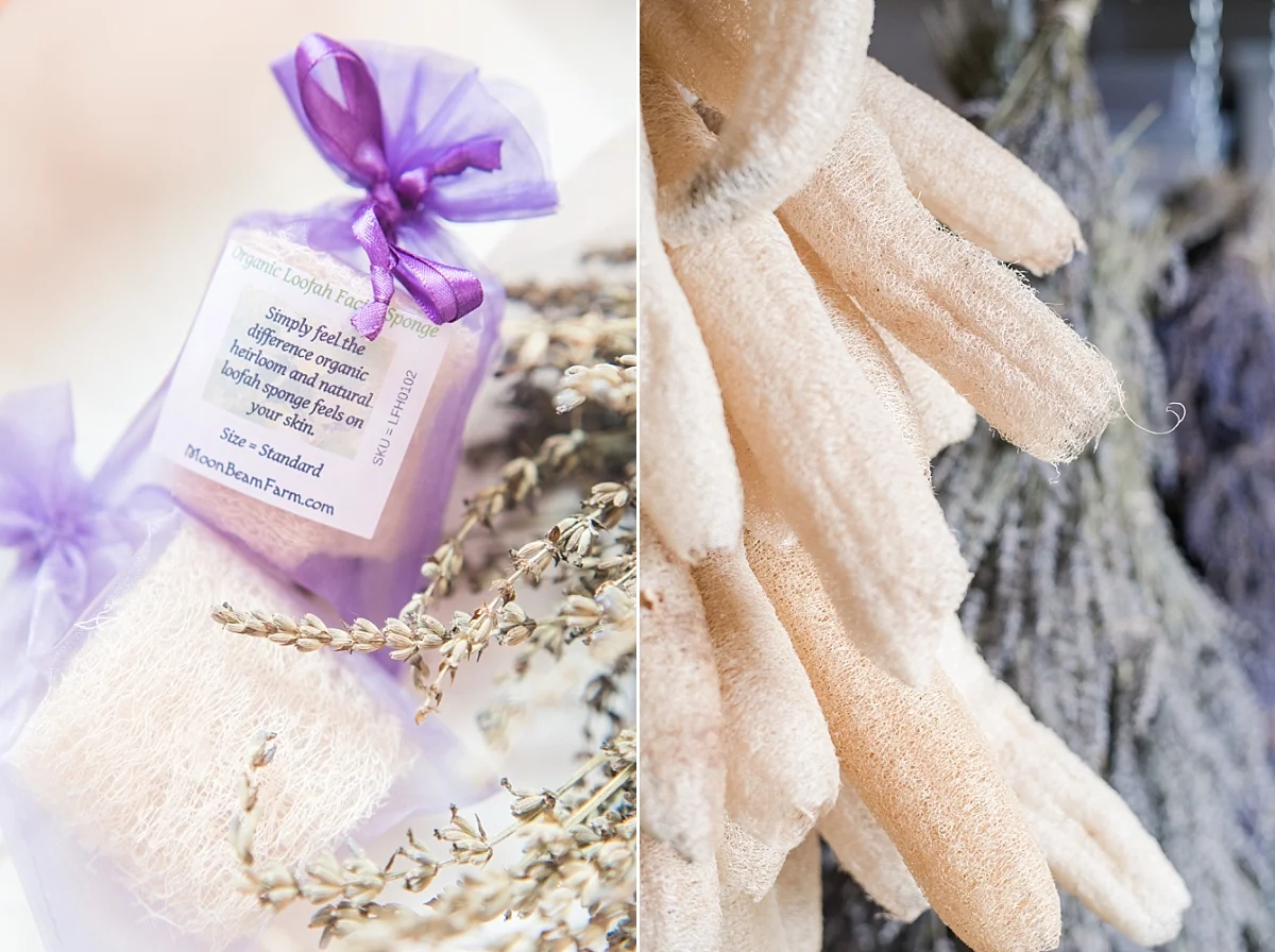 moonbeam farm lavender fields organic loofah corning california_0285.jpg
