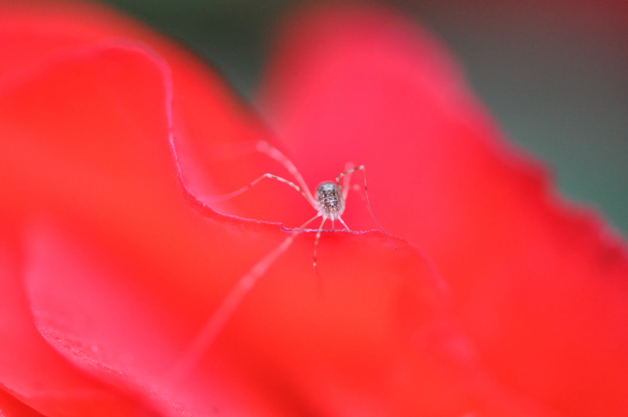 DSC_0372.JPG