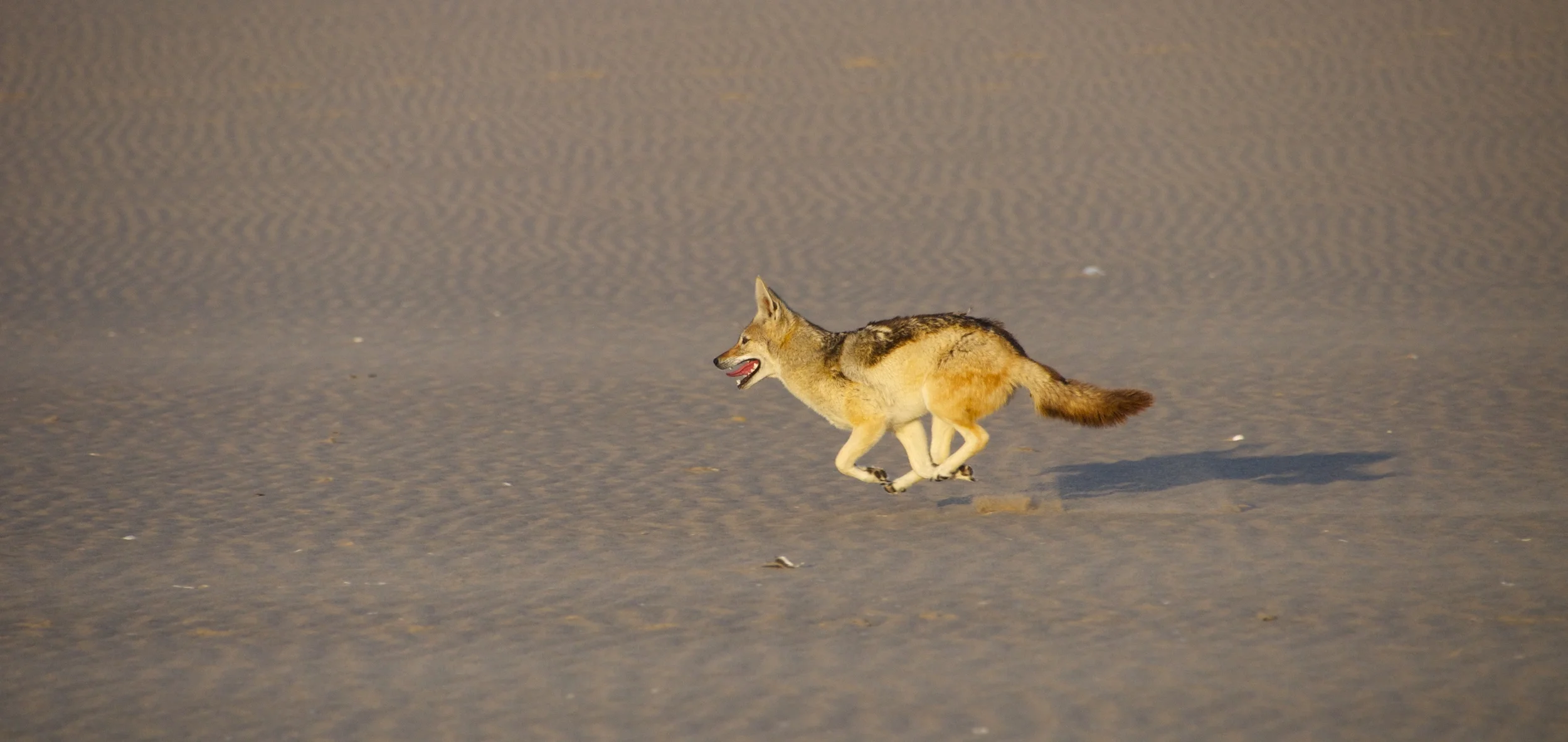 DSC_0871.jpg