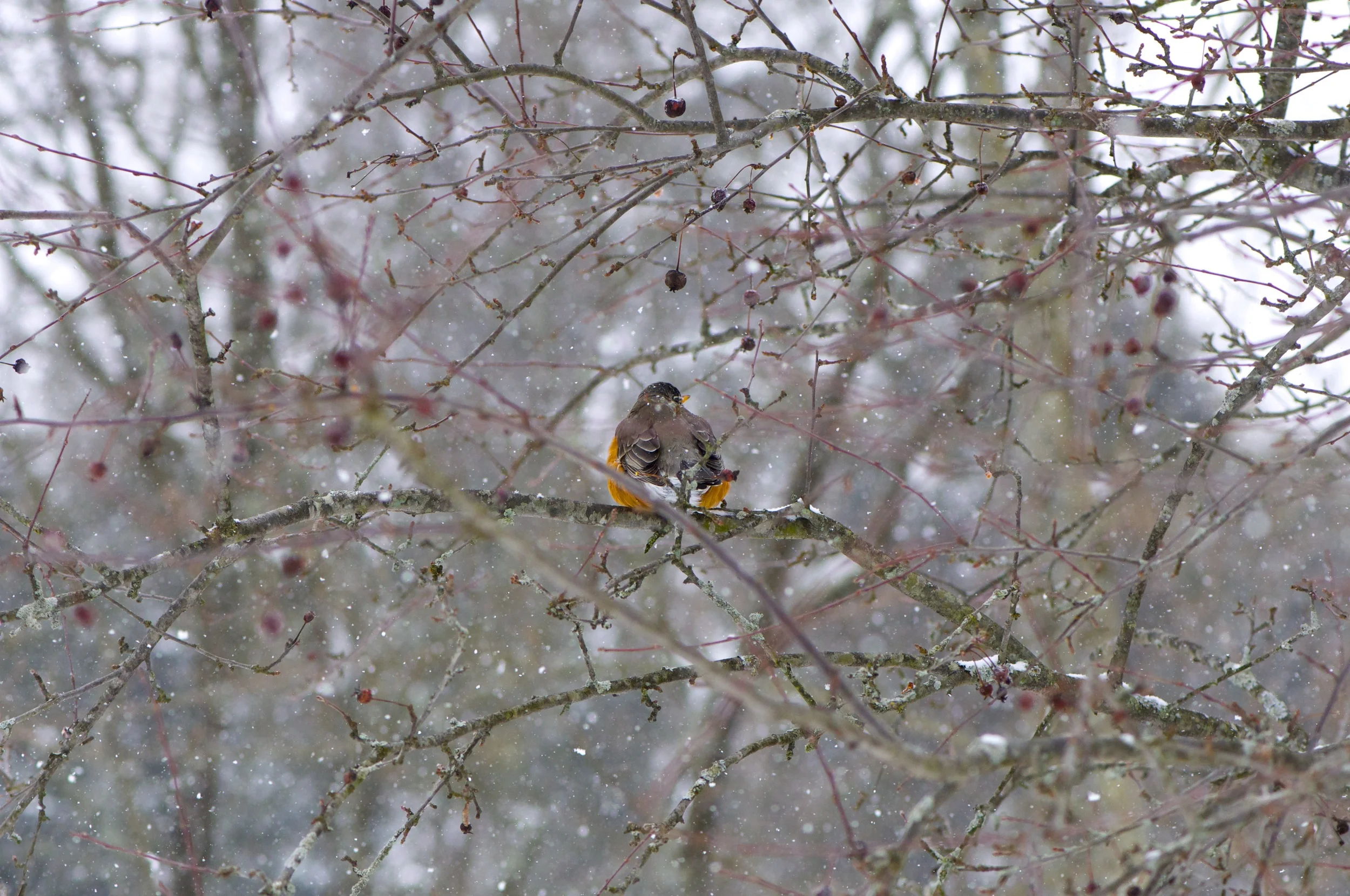 A Sign of Spring.jpg