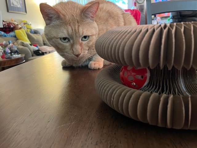 cardboard and ball cat toy