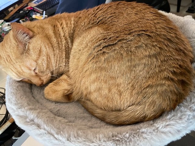mounted cat bed