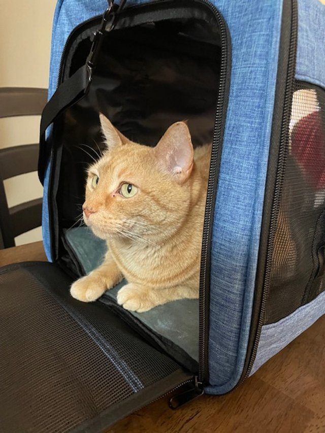 cat carrier, blue