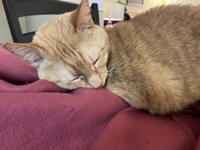 snapshot 12.21