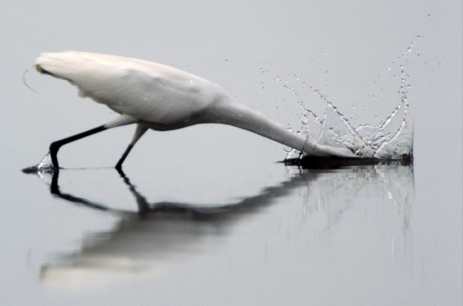 An egret looks for a meal in the water off Pineland.
