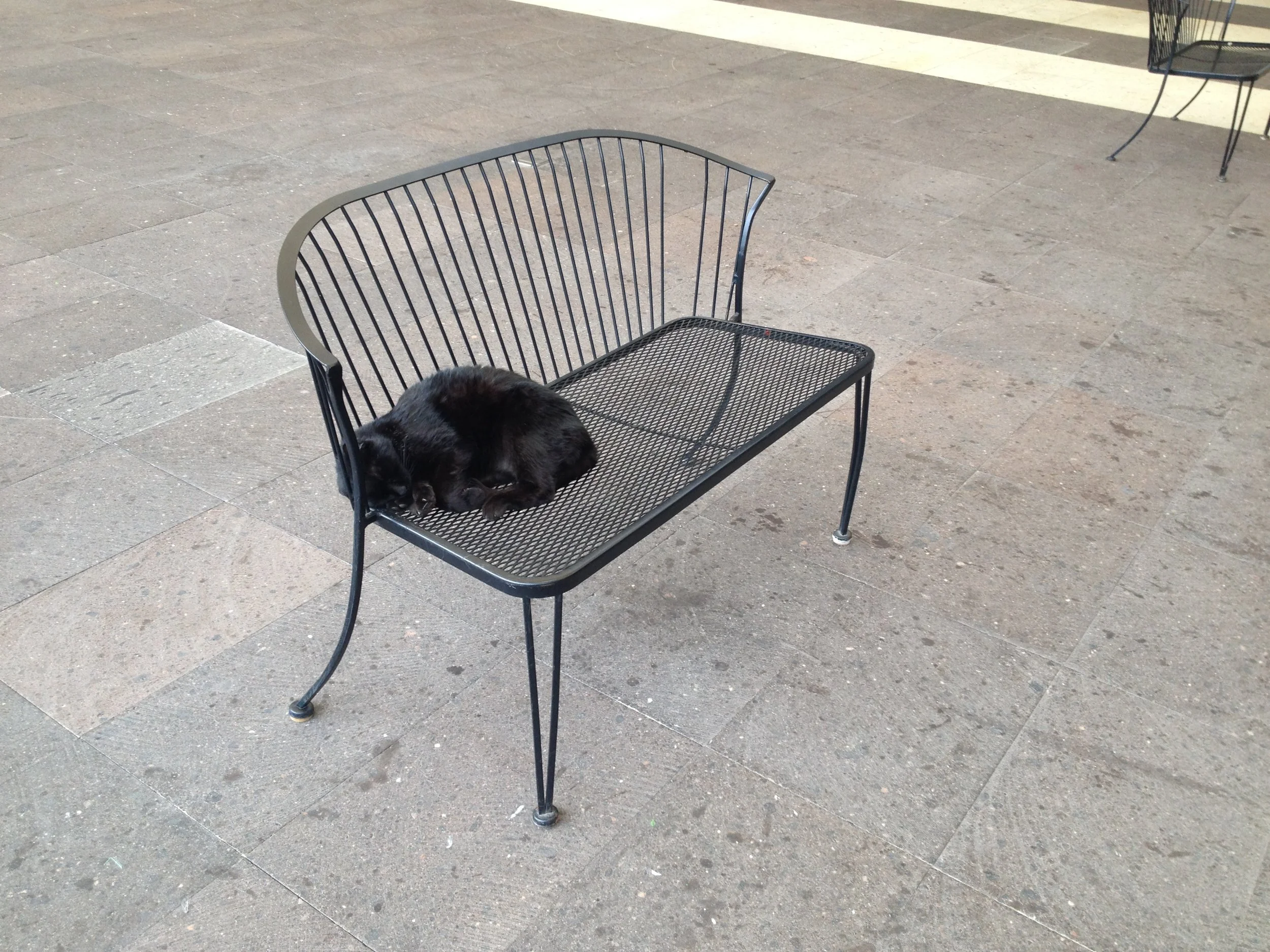 Uno de los 22 gatos residentes en la Universidad del Claustro de Sor Juana, tumbado al solecito