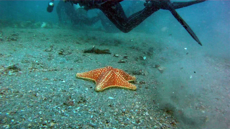 Sea Star and Scuba Divers - Phil Foster Park, Riviera Beach, FL