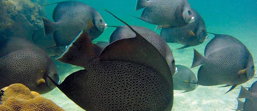 French Angelfish - Chica Rocks, Islamorada, FL