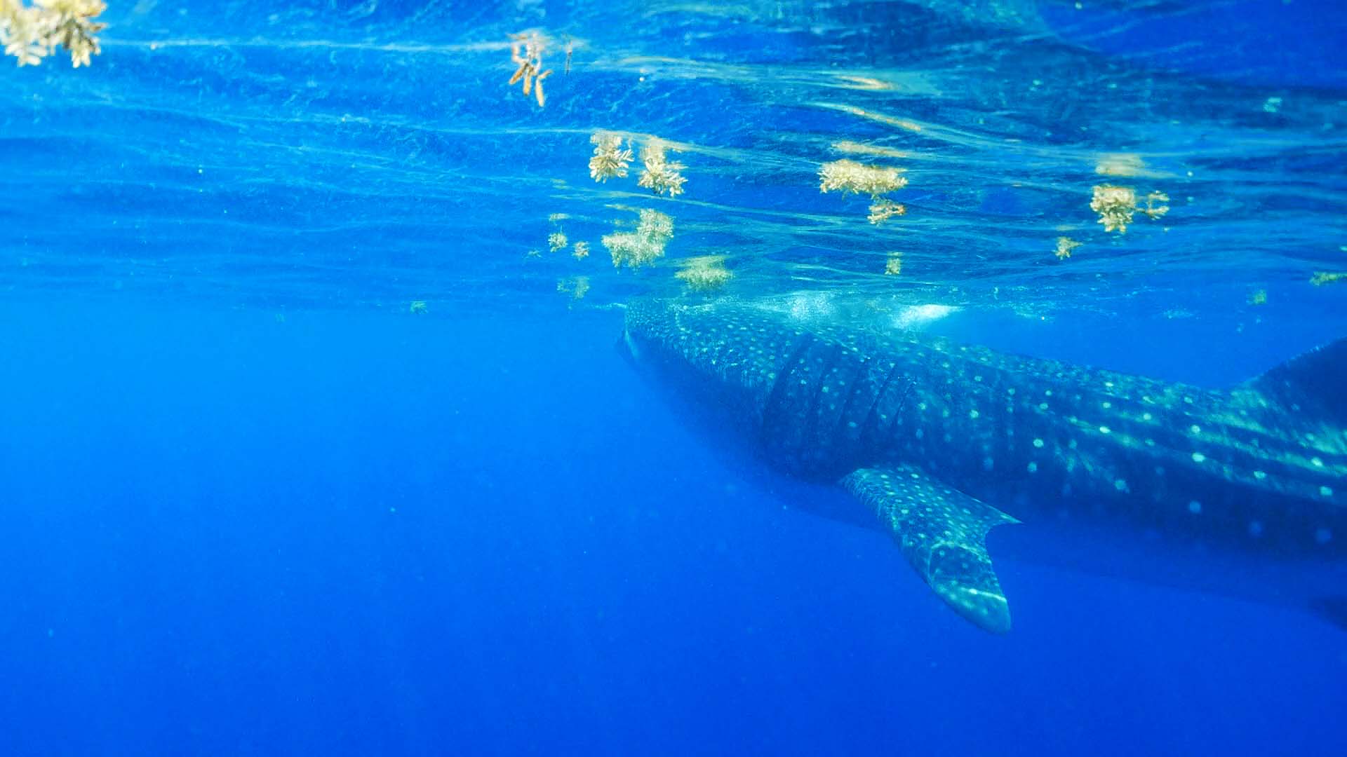 Whale Shark - Isla de Mujeres, Mexico