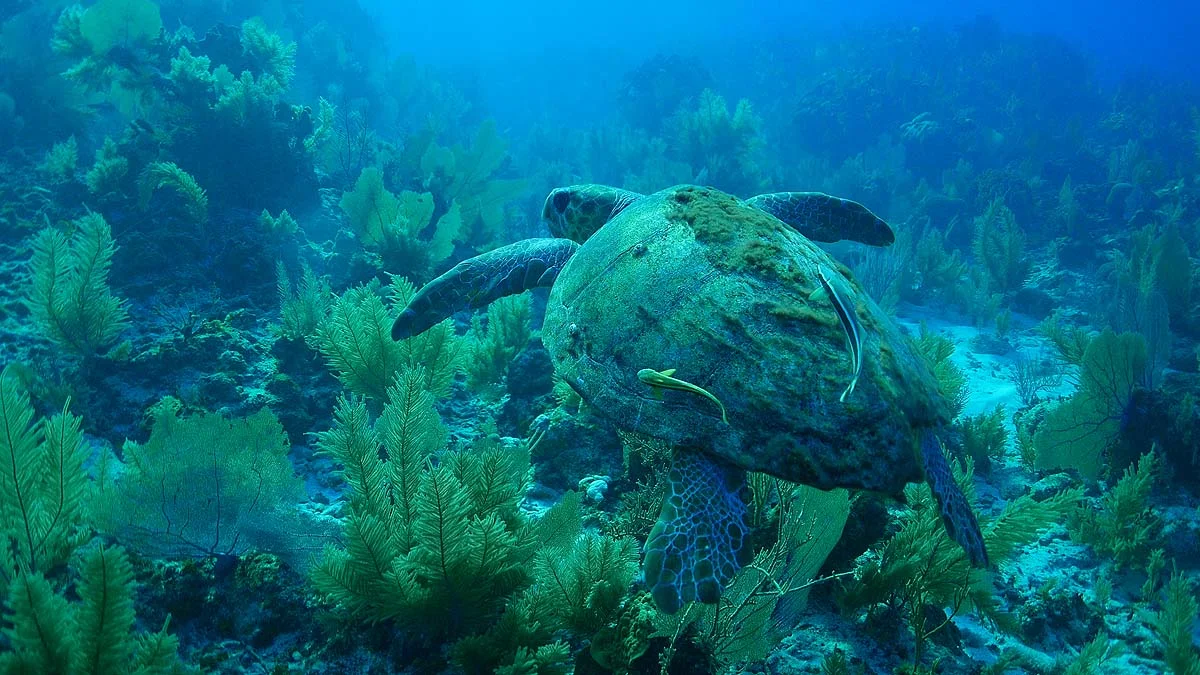 Green Sea Turtle - South Water Caye Marine Reserve, Belize