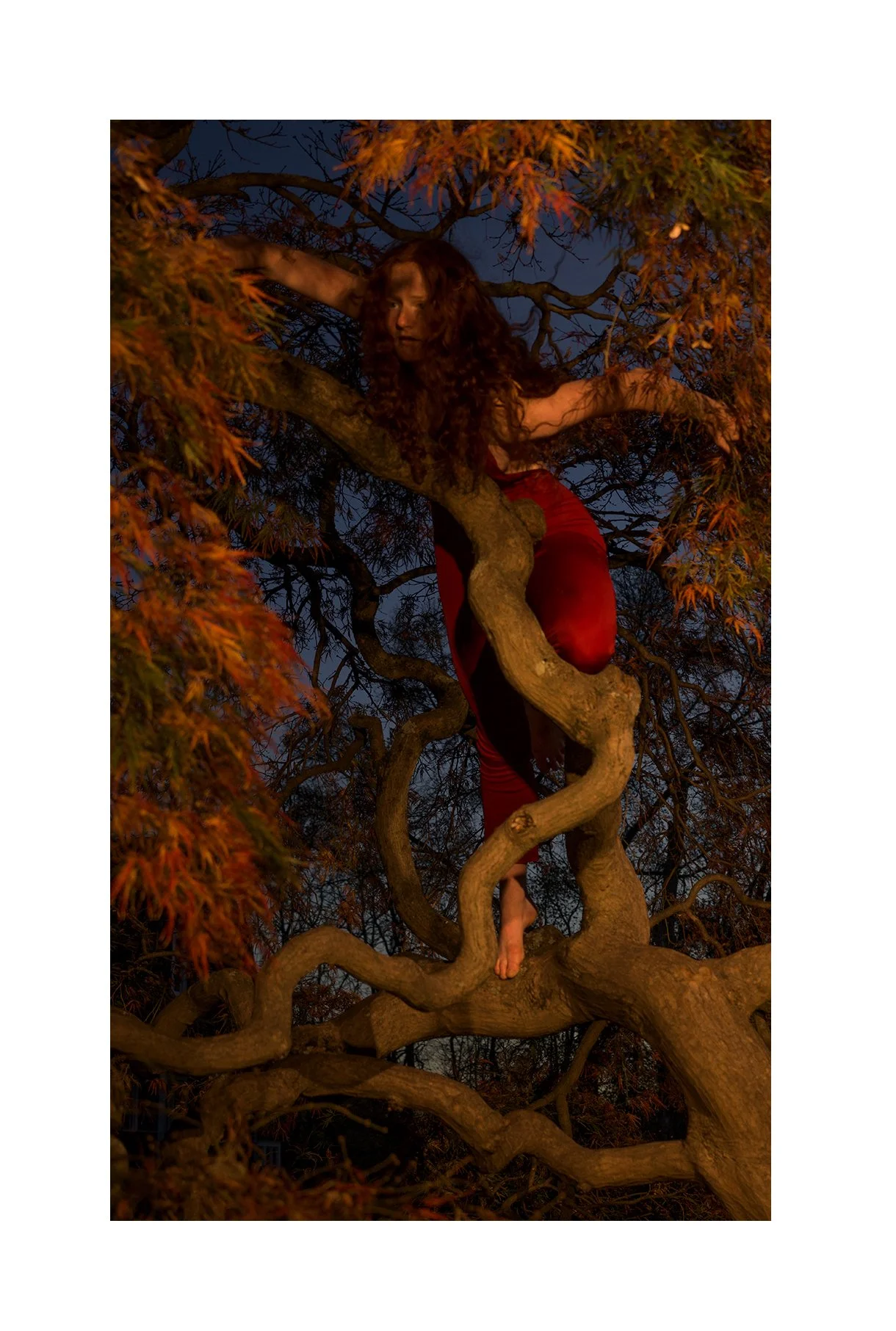 Evelyn 2