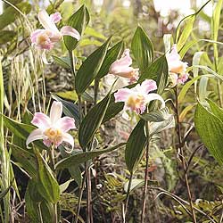 Seed orchid  Sobralia wascewicthizzi