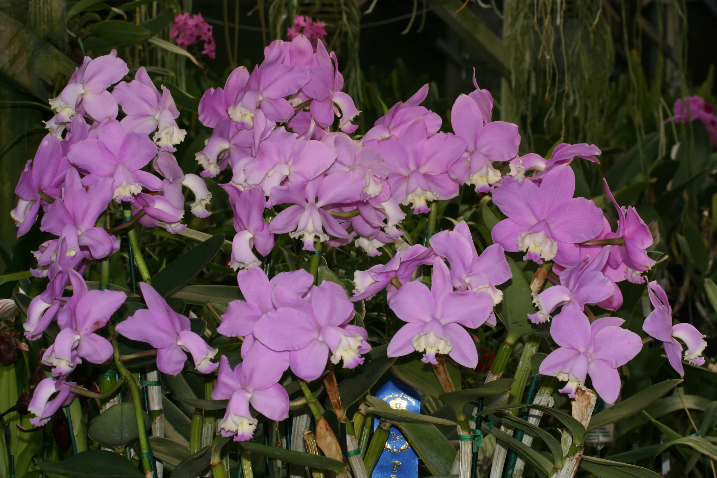 Penninsula Orchid Society Show and Sale