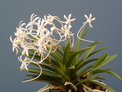 Neofinetia falcata (Fukiran) Show and Judging