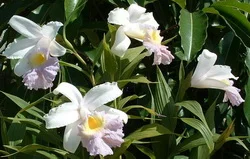 Southcoast Plaza Spring Garden Sale