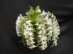 Mystacidium capense.JPG