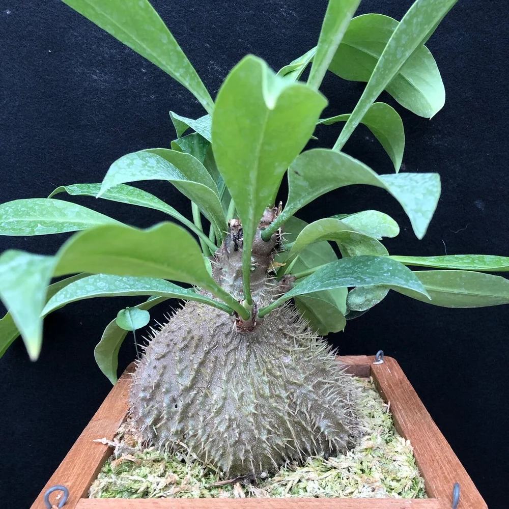 Myrmecodia platytyrea var. antoinii  Cal-Orchid Inc.