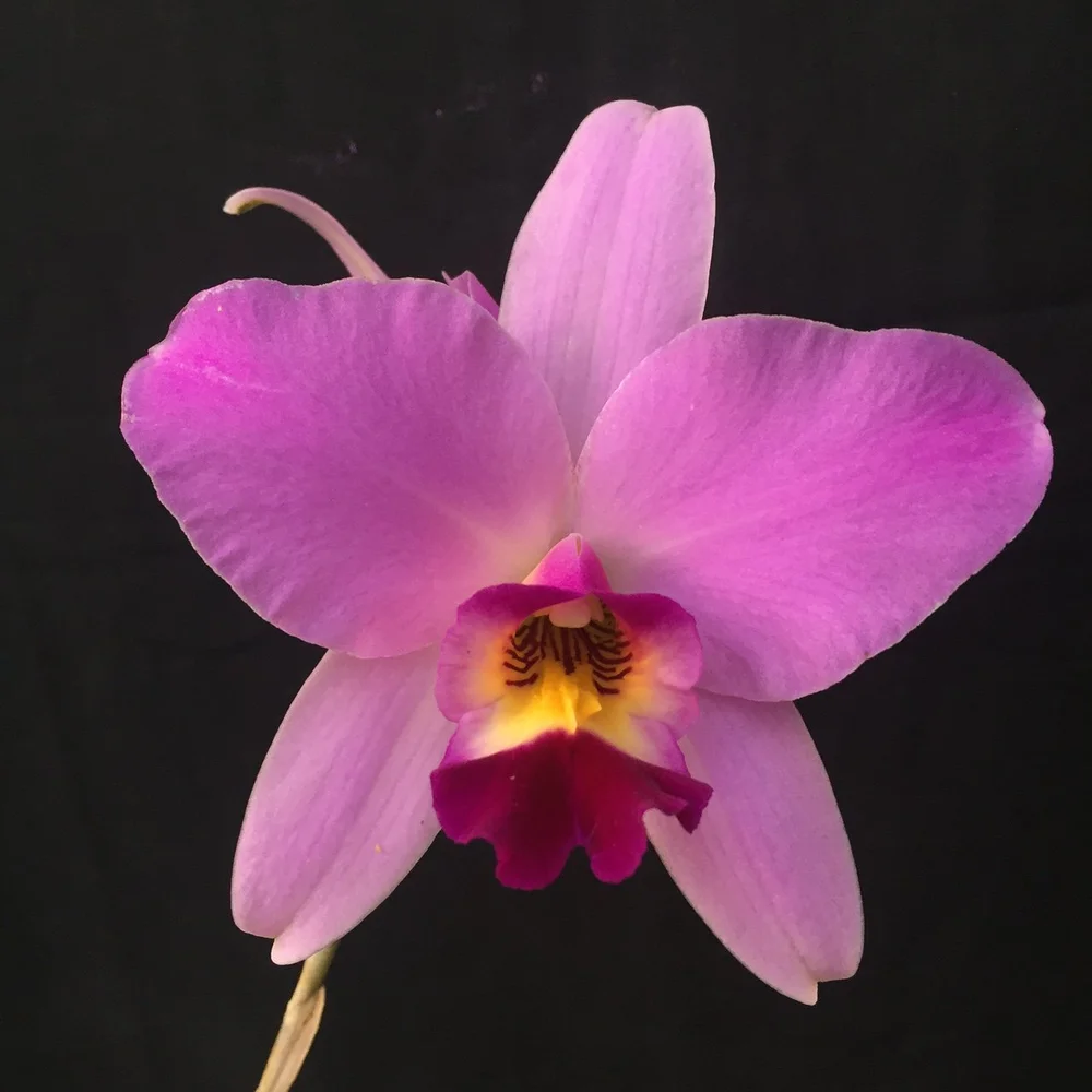 Laelia anceps — Cal-Orchid Inc.