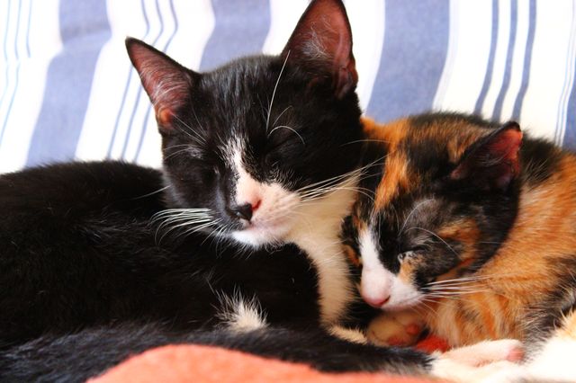 Quiet moments finally with both kitties asleep.