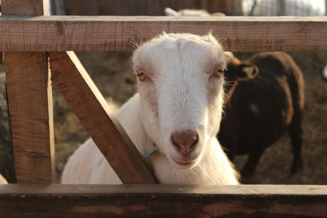 Annie Goat.